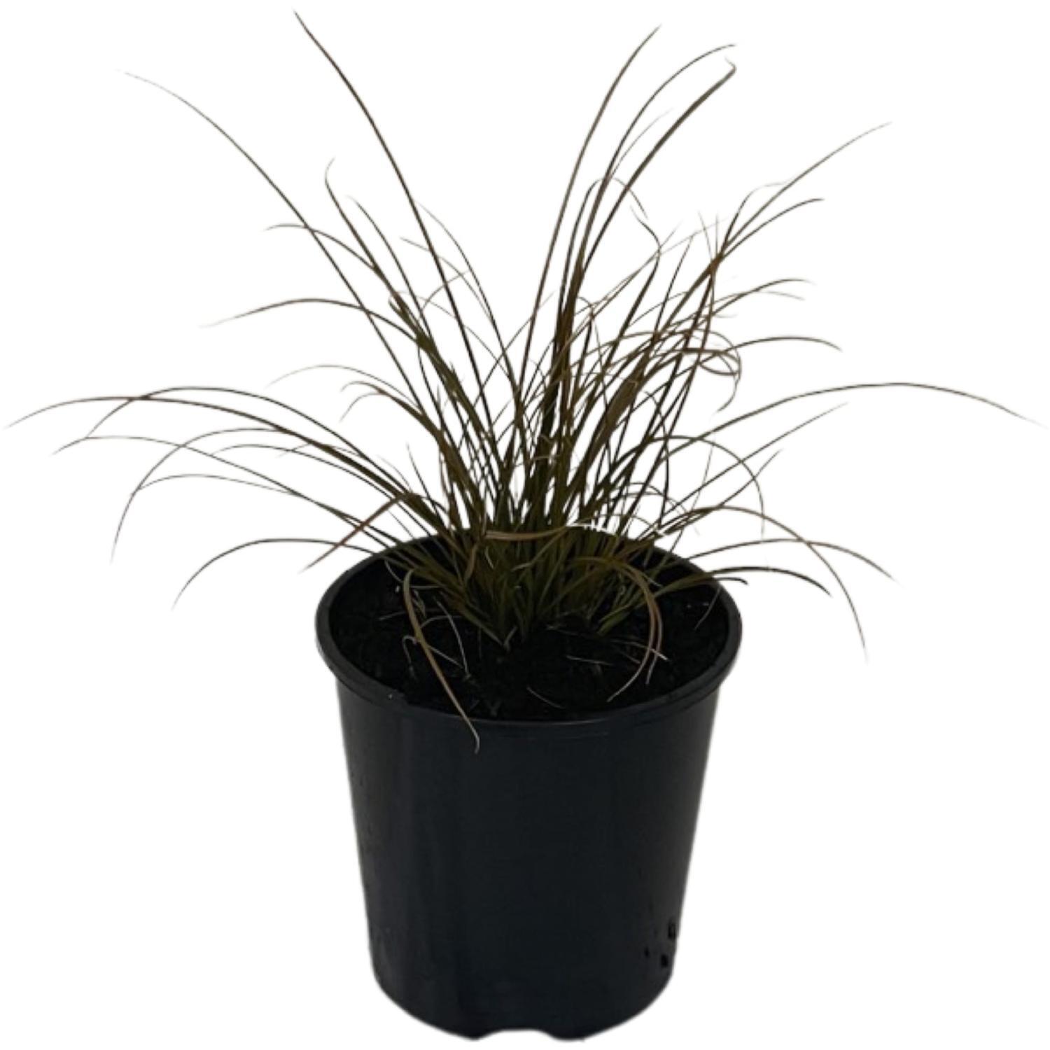 Carex Testacea