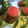 Peach Standard, 'Pix Zee'