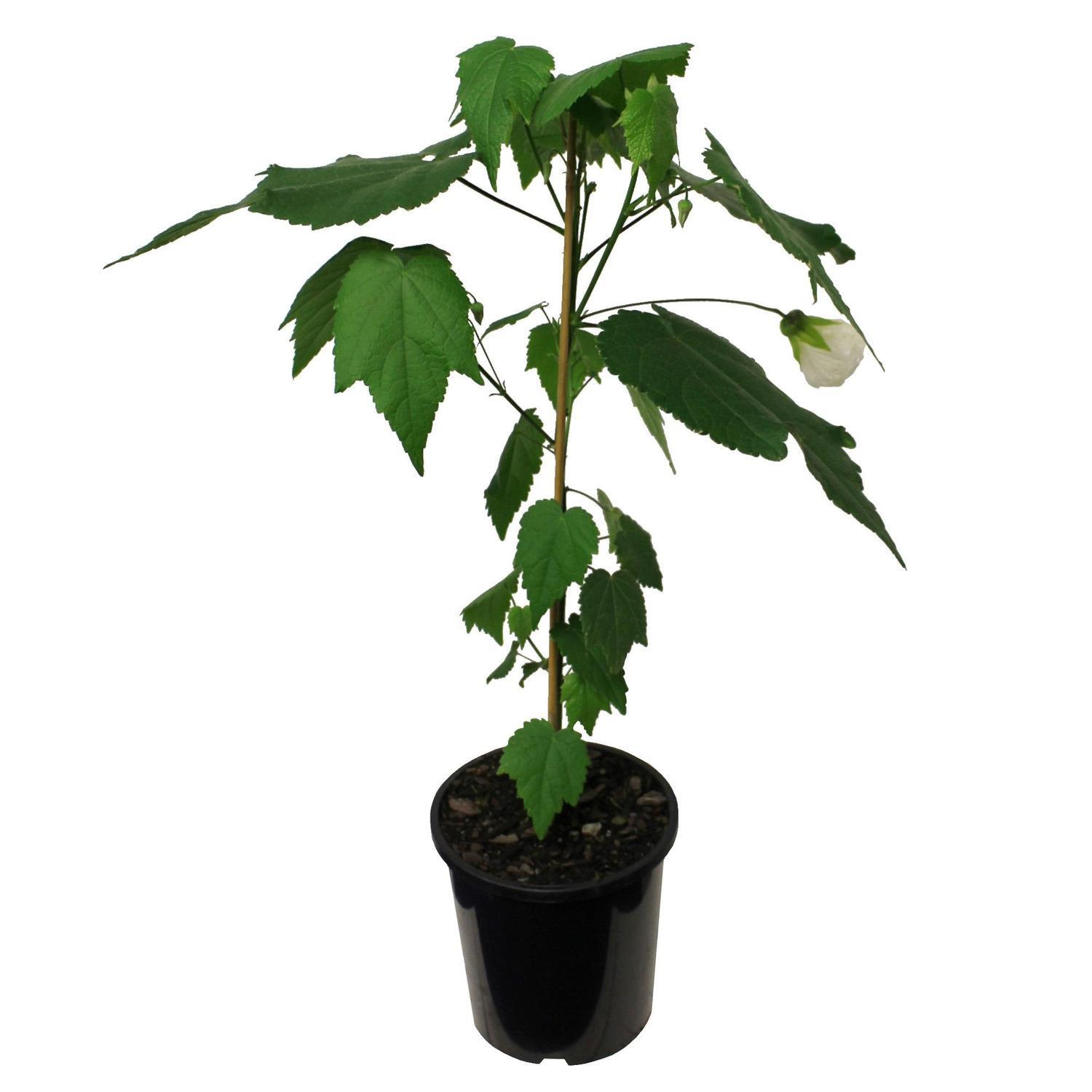 Abutilon Bowl of Snow 2.5 litre