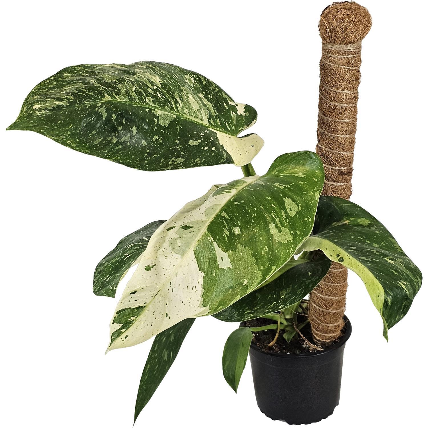 Philodendron Jose Buono 14cm