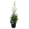 Thuja occidentalis 'Pyramidalis' 3.3 litre
