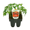 Tomato 'Sweet 100'