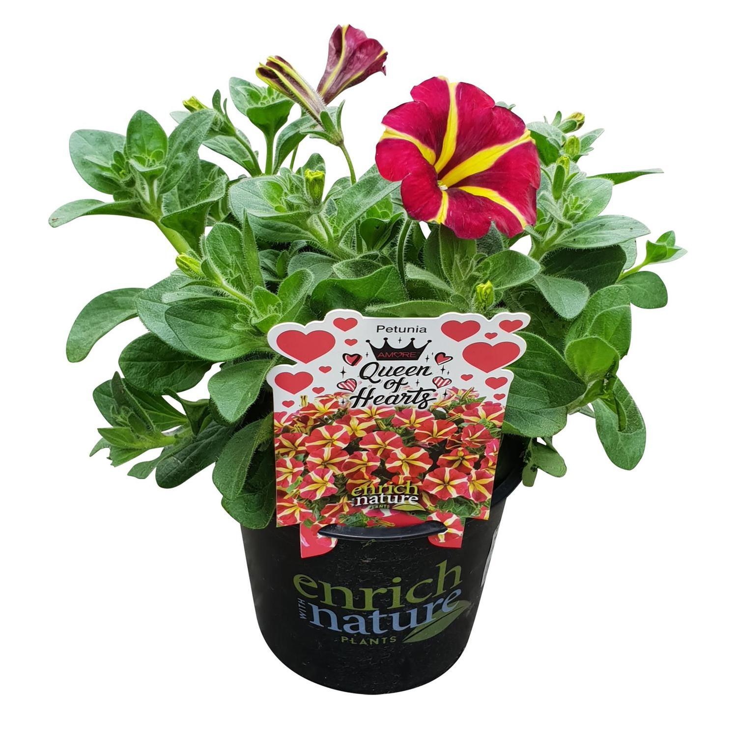 Petunia Amore Queen of Hearts