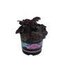 Heuchera Obsidian