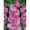 Gladioli Belladonna 10 Pack