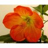 Abutilon Lucky Lantern