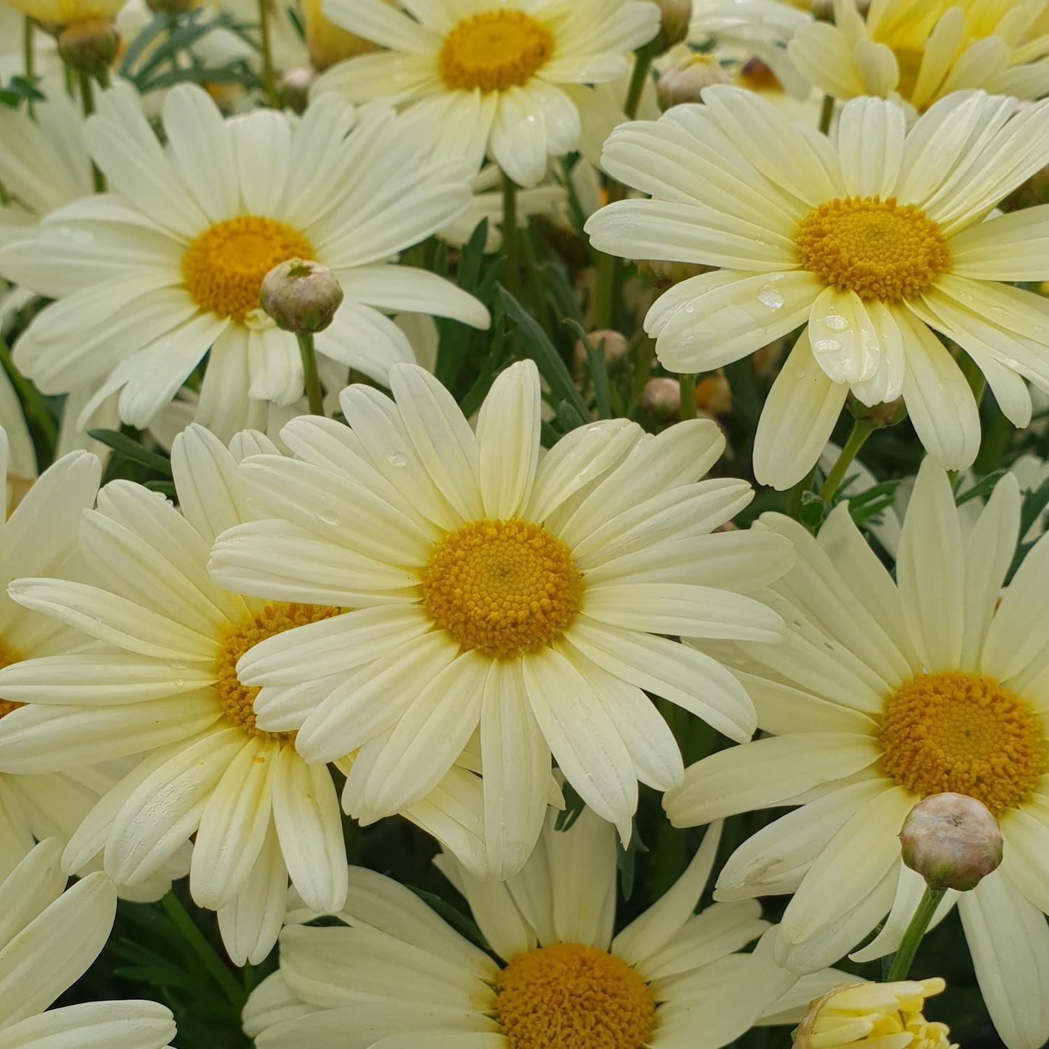 Federation Daisy Butterball