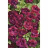 Calibrachoa Double Plum