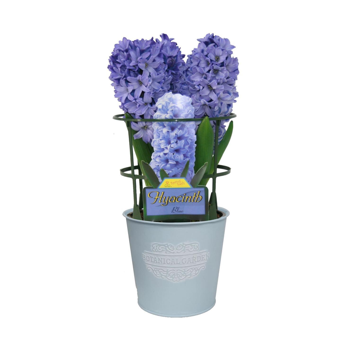 Gift Wrapped Hyacinth
