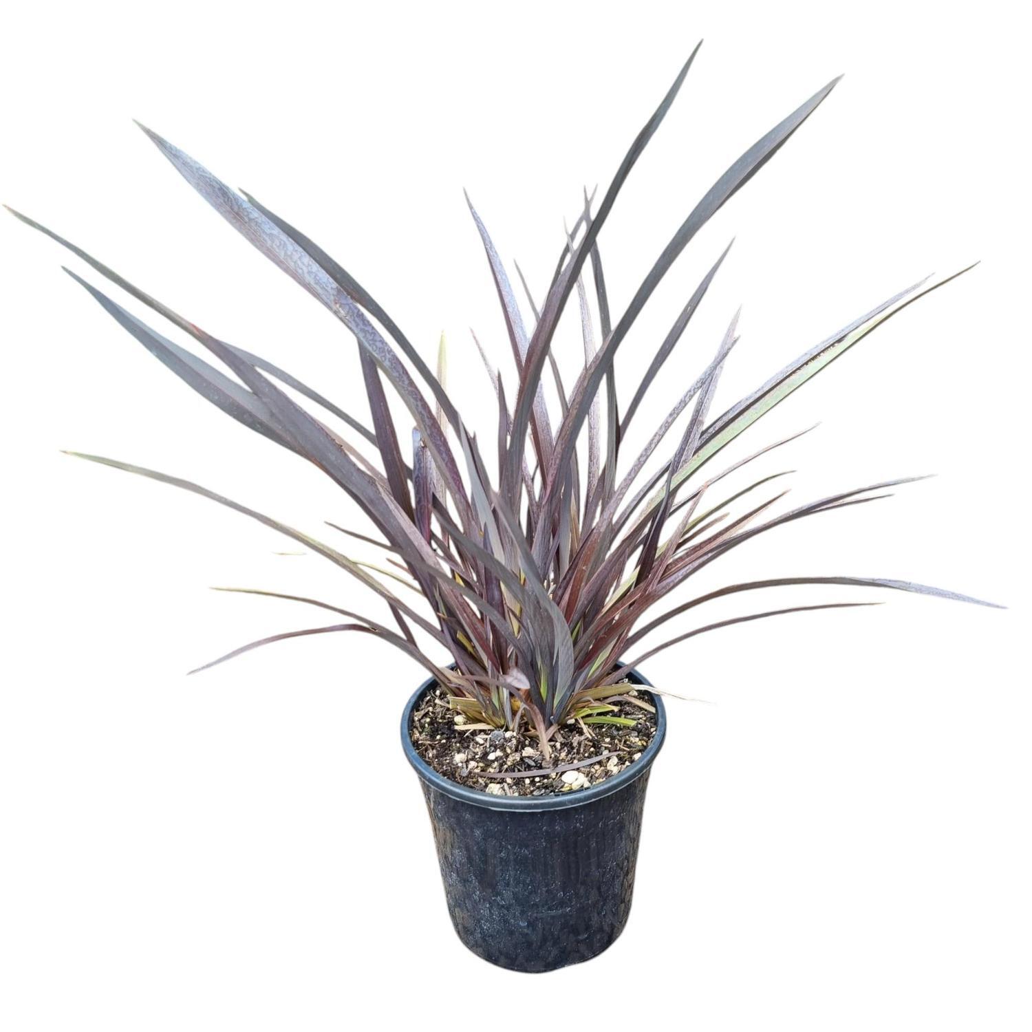 Phormium 'Flax' Black Rage  4L