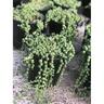 Senecio String Of Pearls