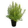 Pittosporum Jade 3.3L