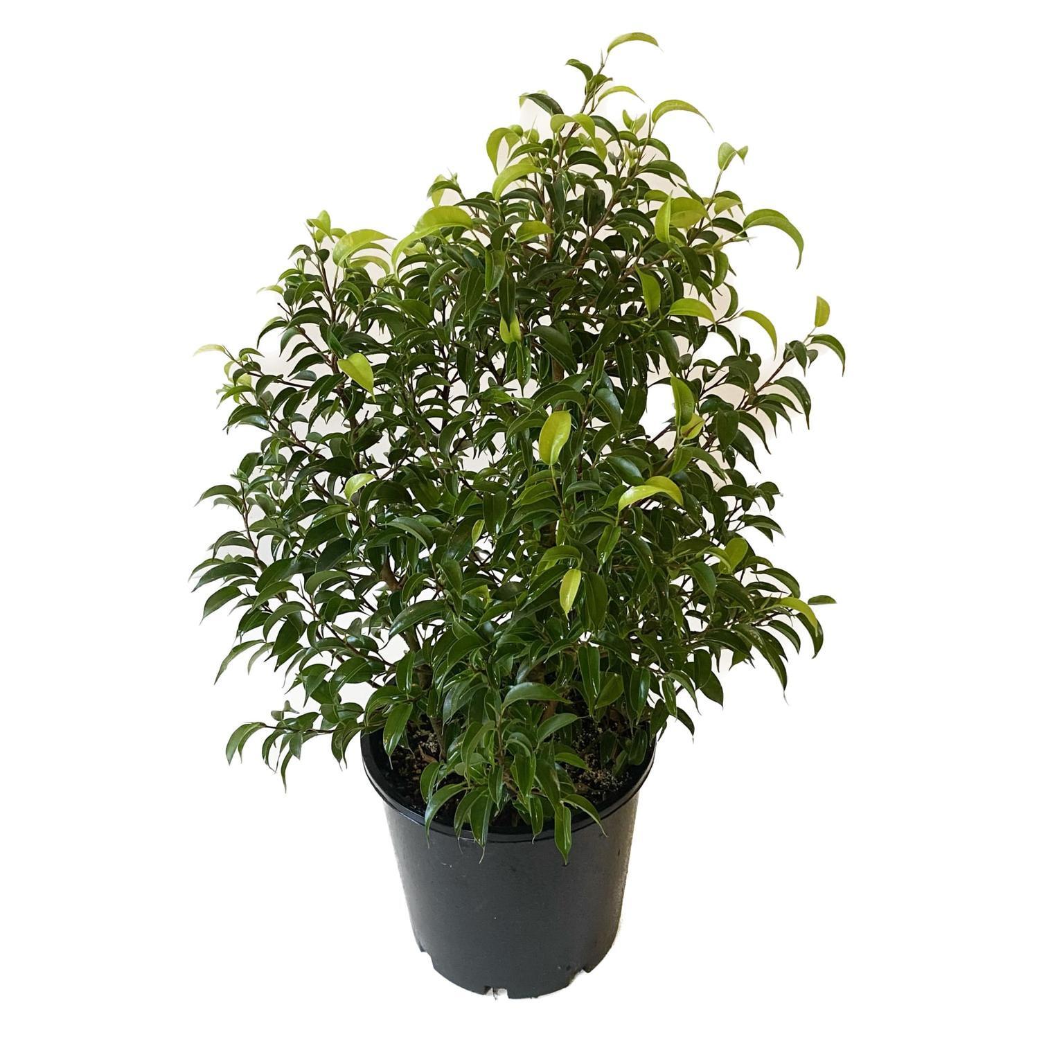 Ficus Baby Benjamina 20cm