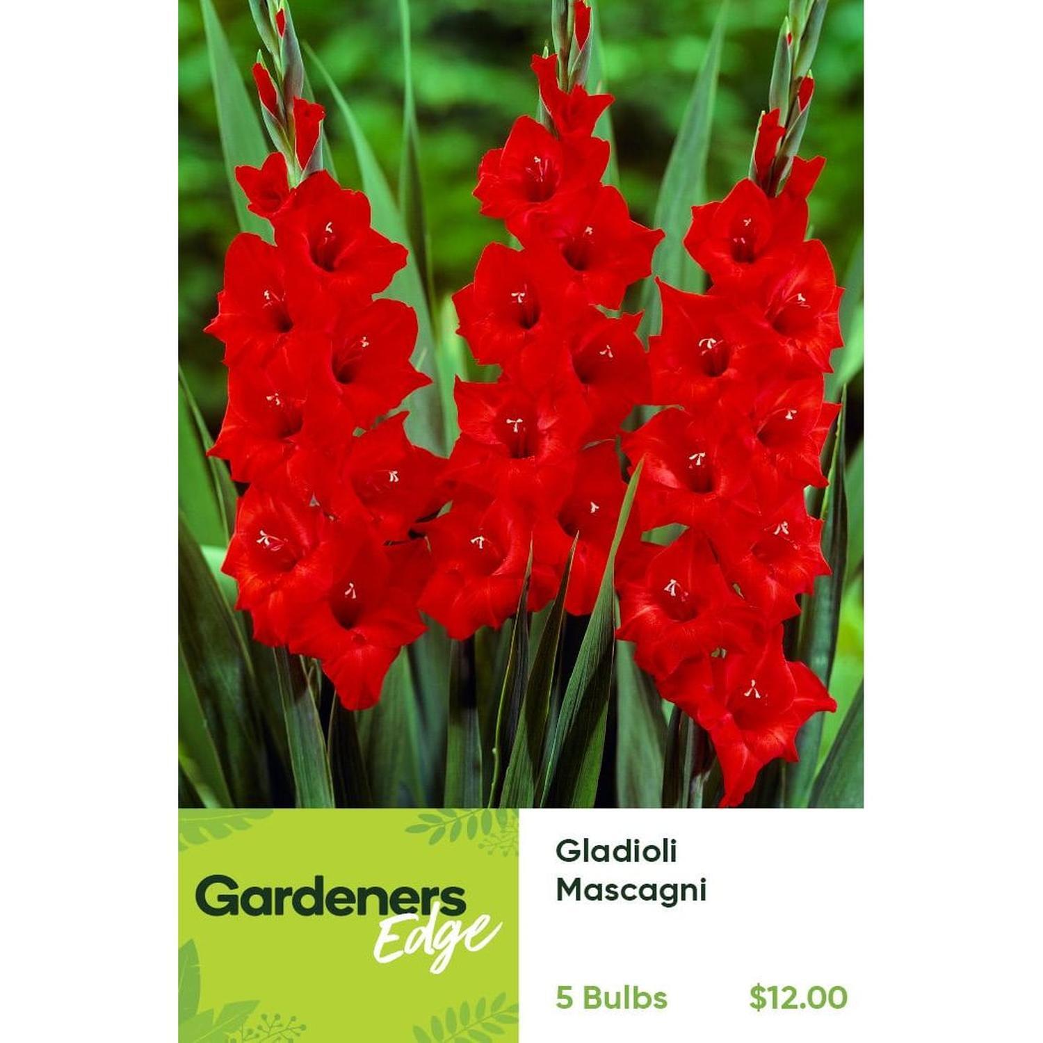 Gladioli Mascagni Pack of 5