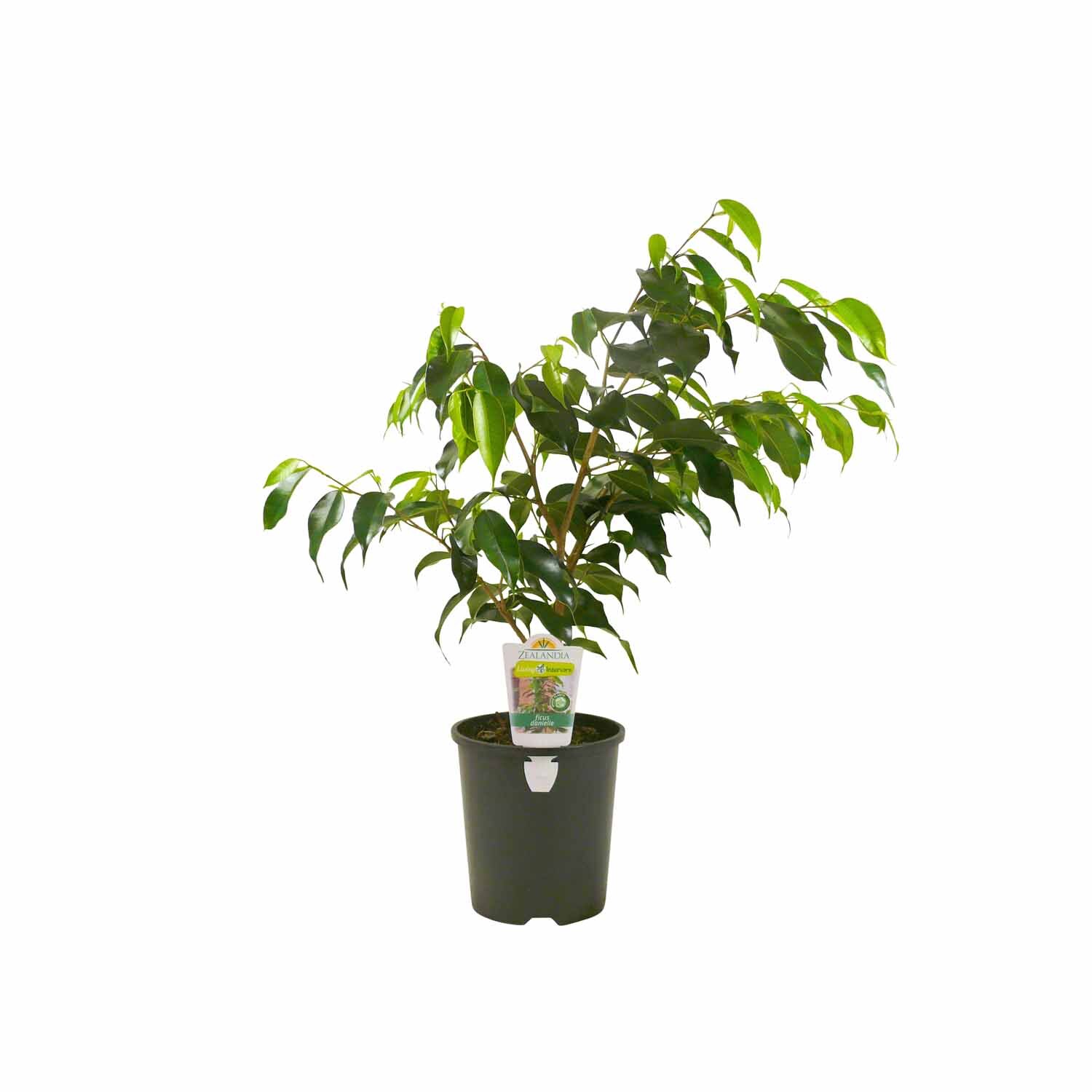 Ficus Danielle 'Weeping Fig' 1.5L