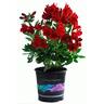 Alstroemeria Inca Bandit