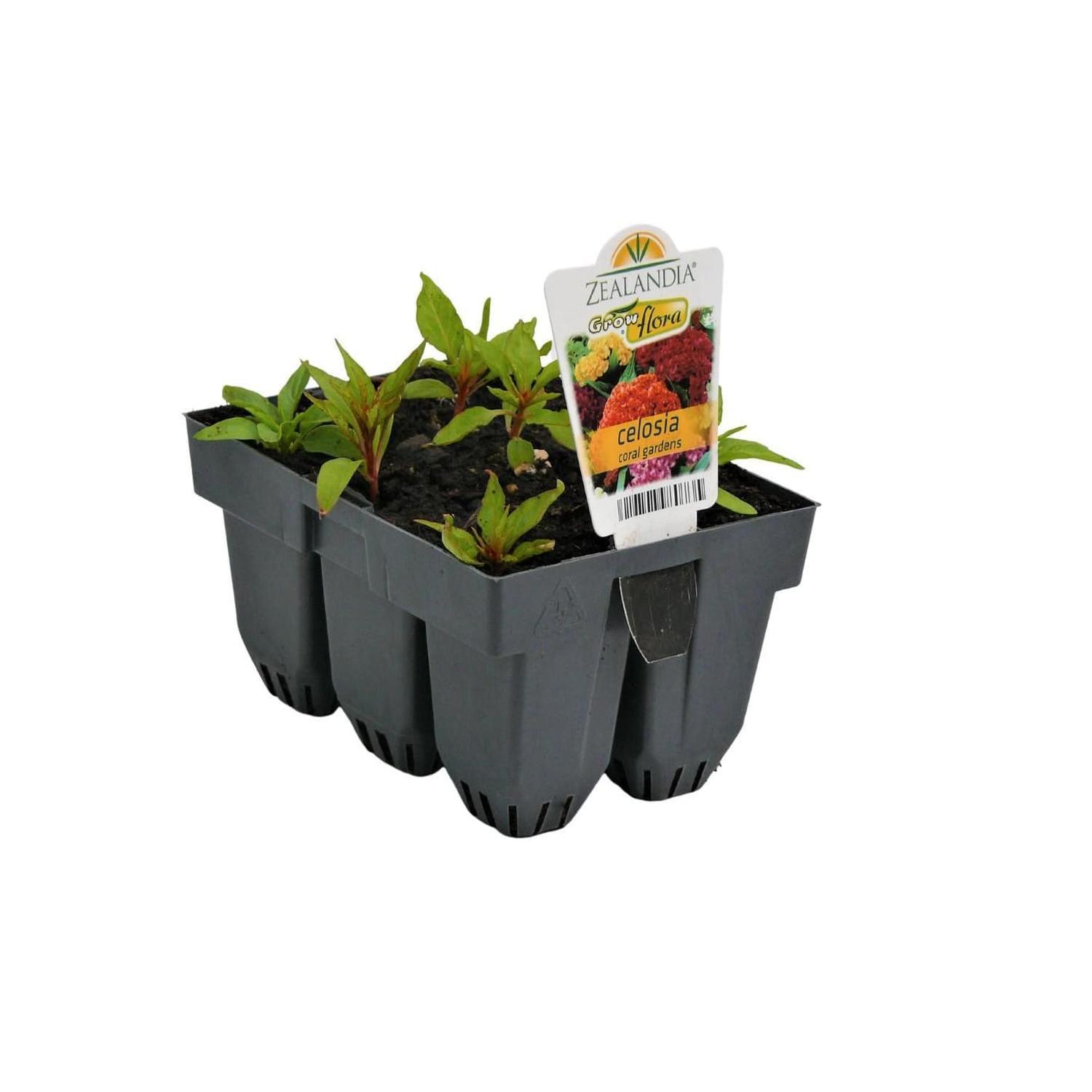 Celosia Coral Gardens