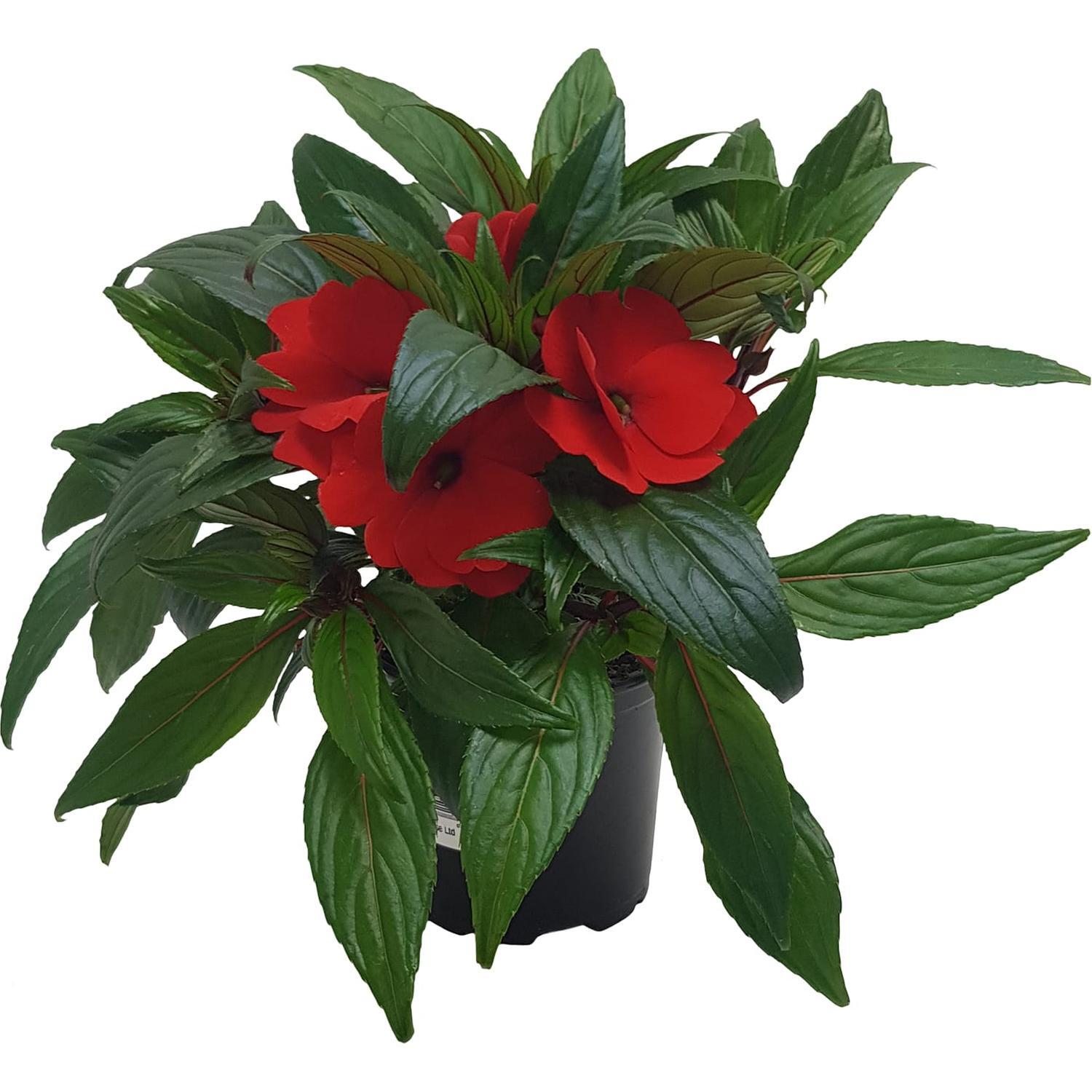 Sweetie Impatiens Range