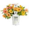 Petunia Honey
