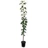 Apple Semi-Dwarf 'Granny Smith' 4.7 litre