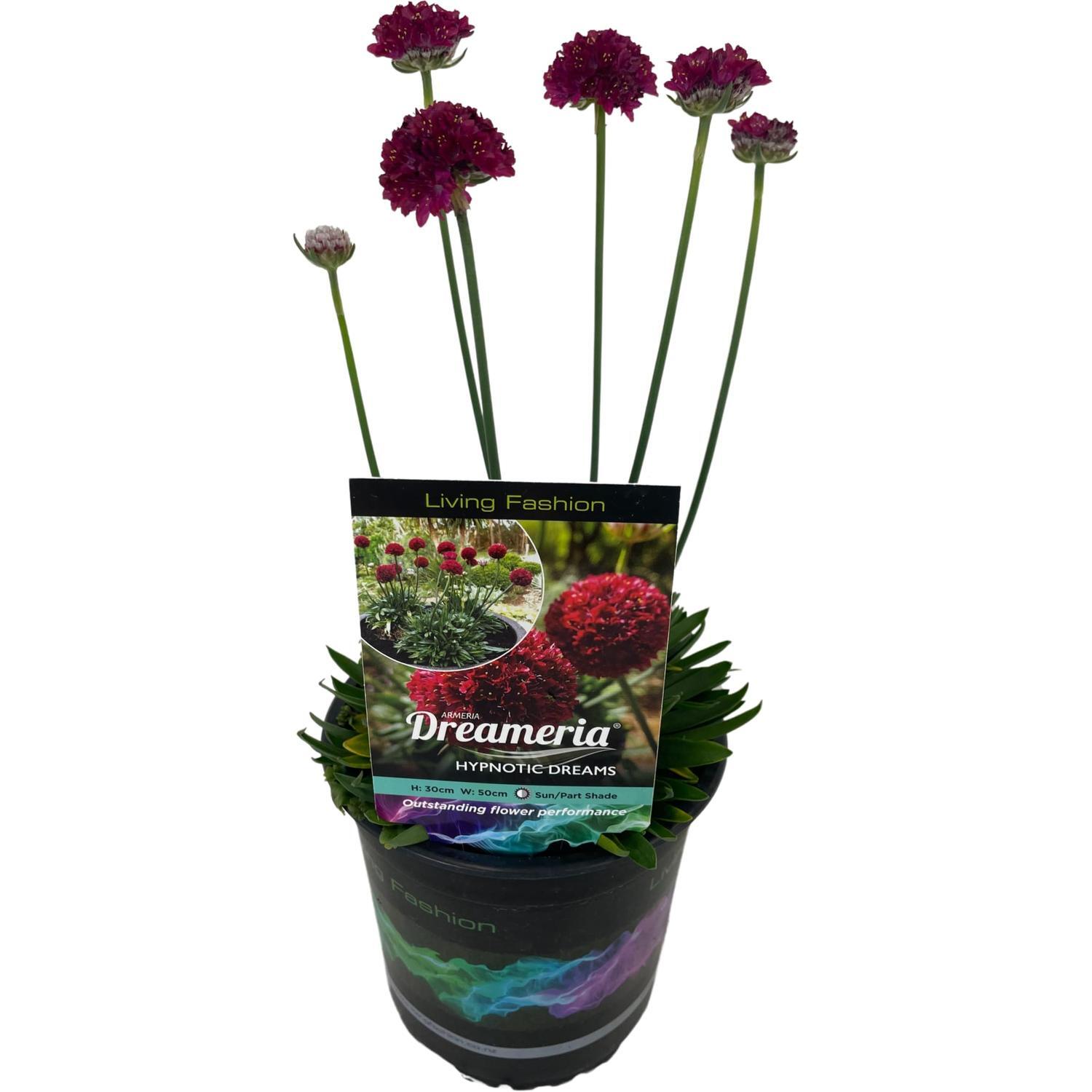 Armeria Hypnotic Dreams
