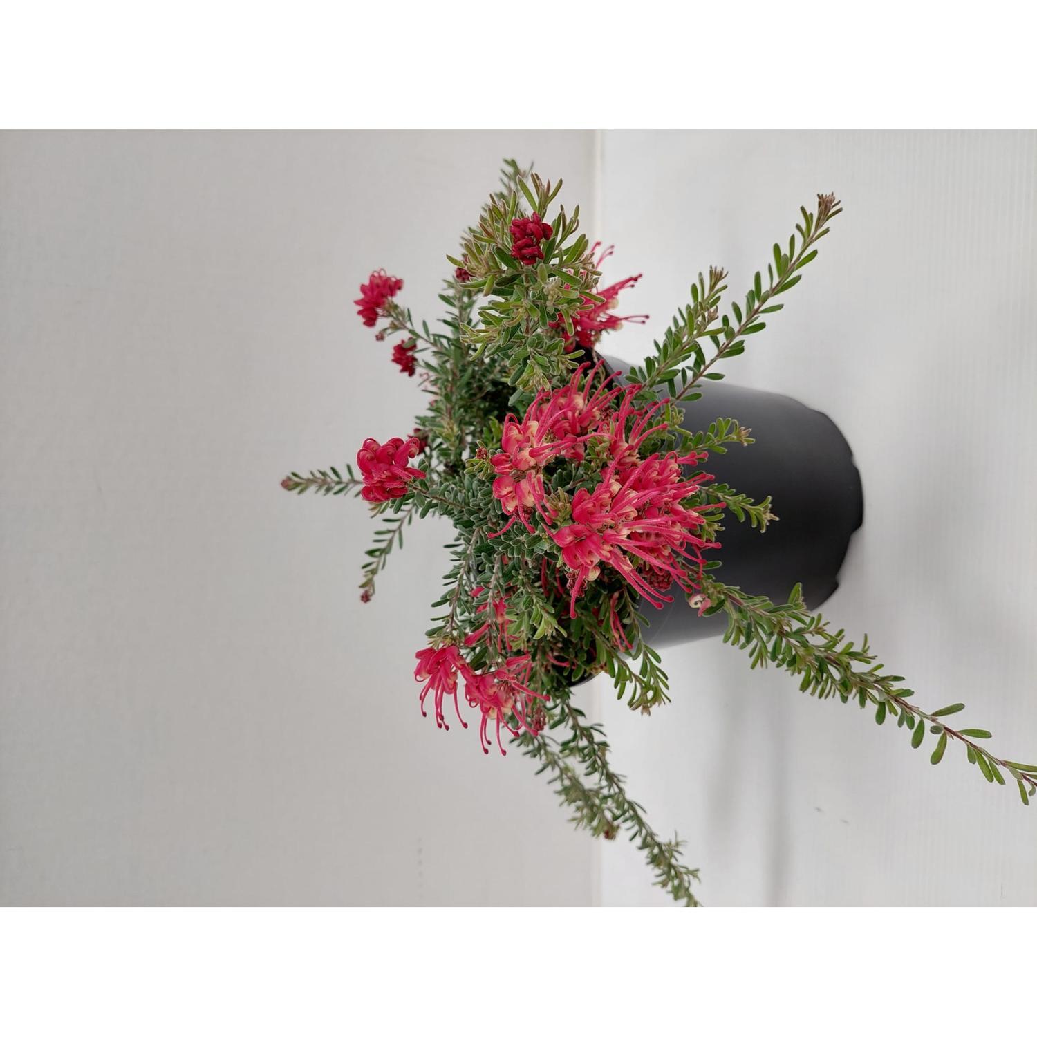 Grevillea Winter Delight