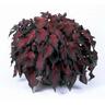 Caladium 'Red Ruffles'