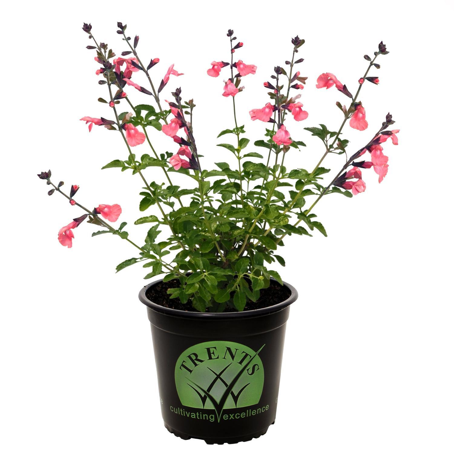 Salvia La Siesta