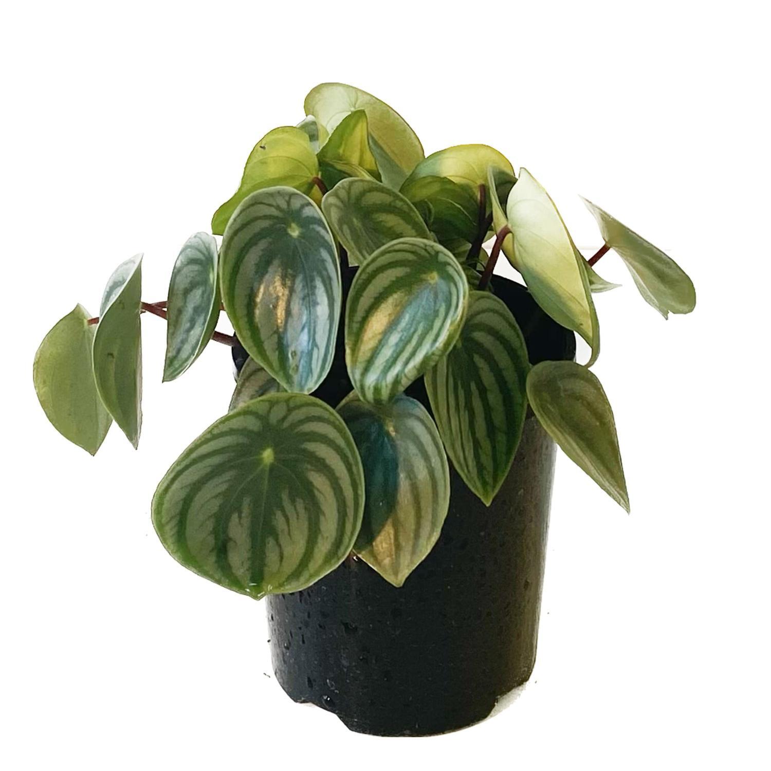 Peperomia Watermelon 12cm
