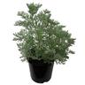 Artemisia Powis Castle 2.5 litre