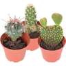 Cacti