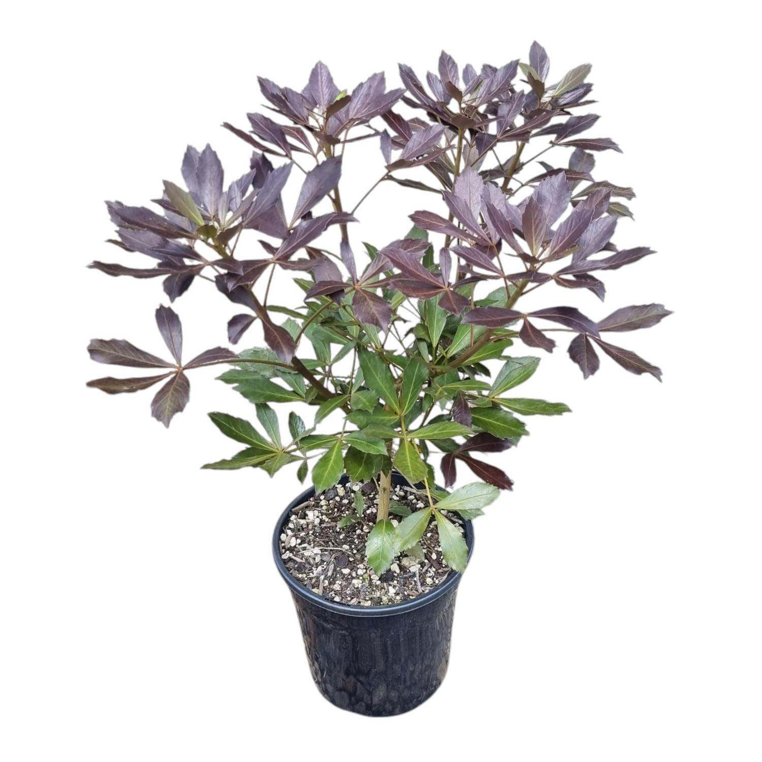 Pseudopanax Purpureum 4L