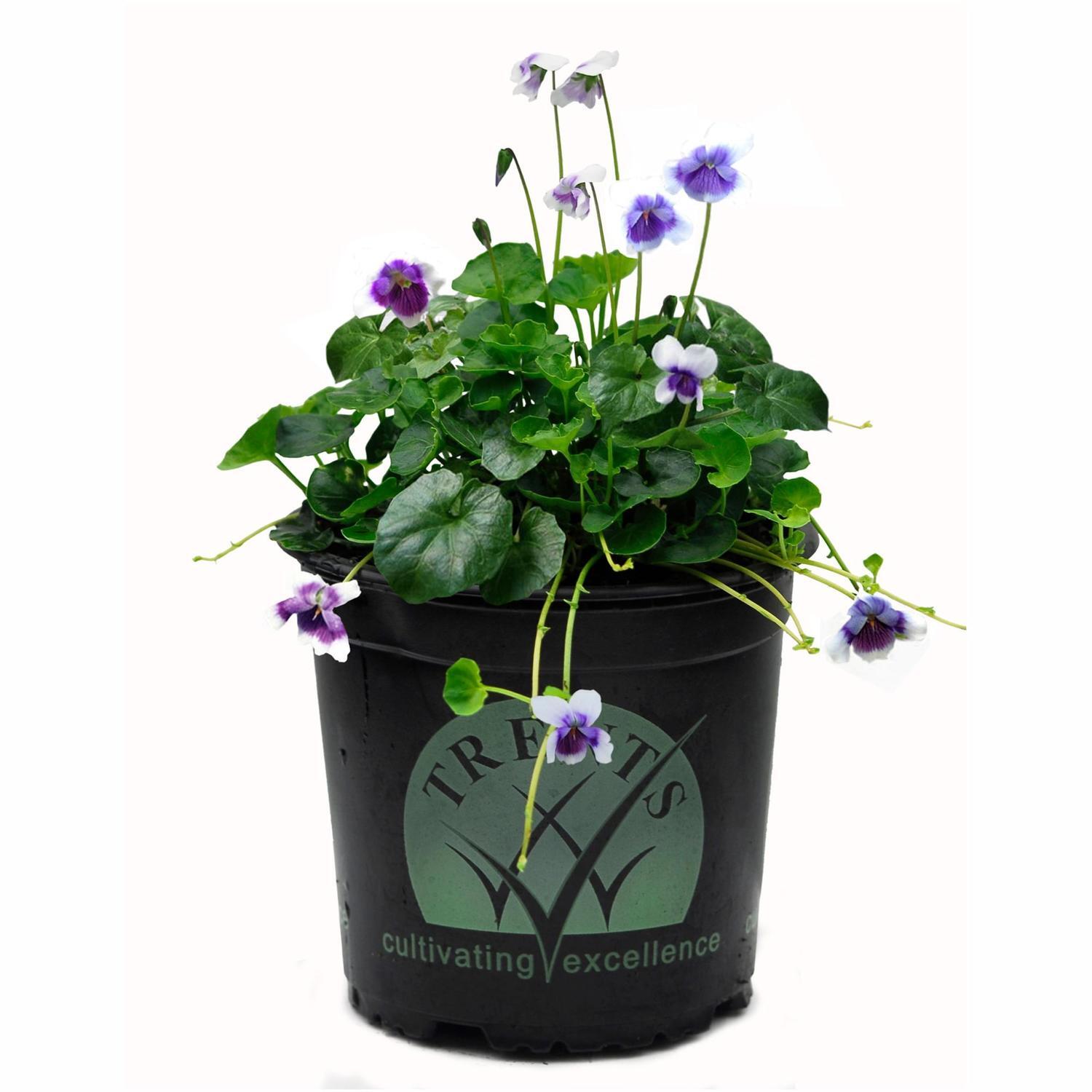 Viola Hederacea