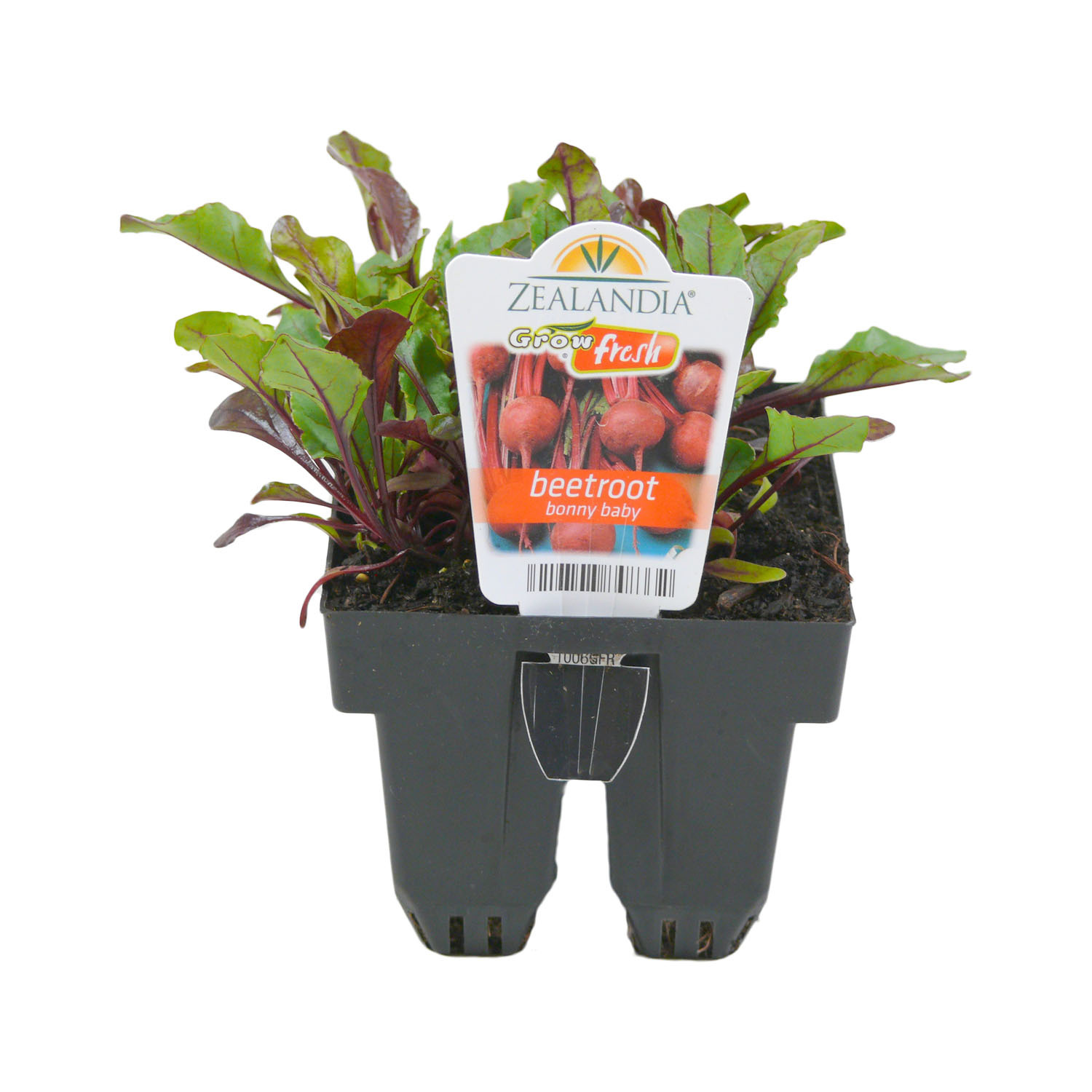 Beetroot Bonny Baby