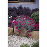 Dianthus Waterloo Sunset