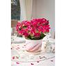 Hydrangea Strawberries & Cream