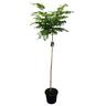 Robinia Lollipop Standard