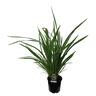 Phormium Cookianum 3.3L