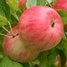 Apple Semi-Dwarf 'Pinkie' 4.7 litre