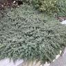 Pimelia Prostrata
