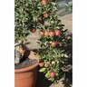 Dwarf Apple Blush Babe