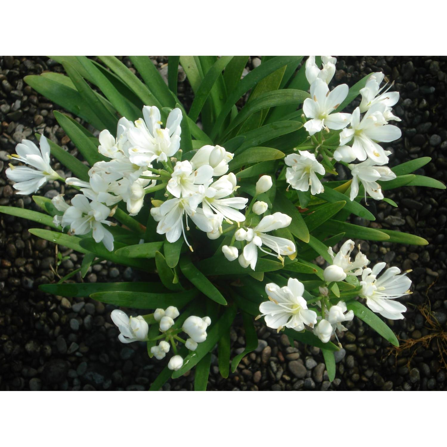 Agapanthus Agapetite (pvr) 1.5 Litre White