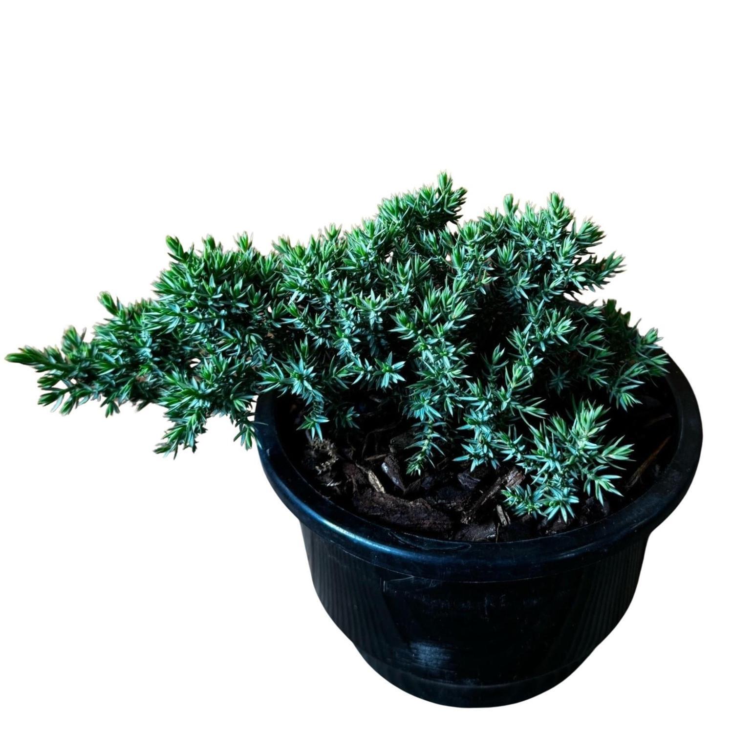 Juniperus Procumbens Nana  13cm