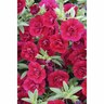 Calibrachoa Double Ruby