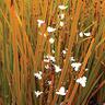 Libertia Fields of Gold