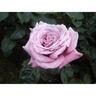 Rose Bush Rose Heaven Scent 4.7L