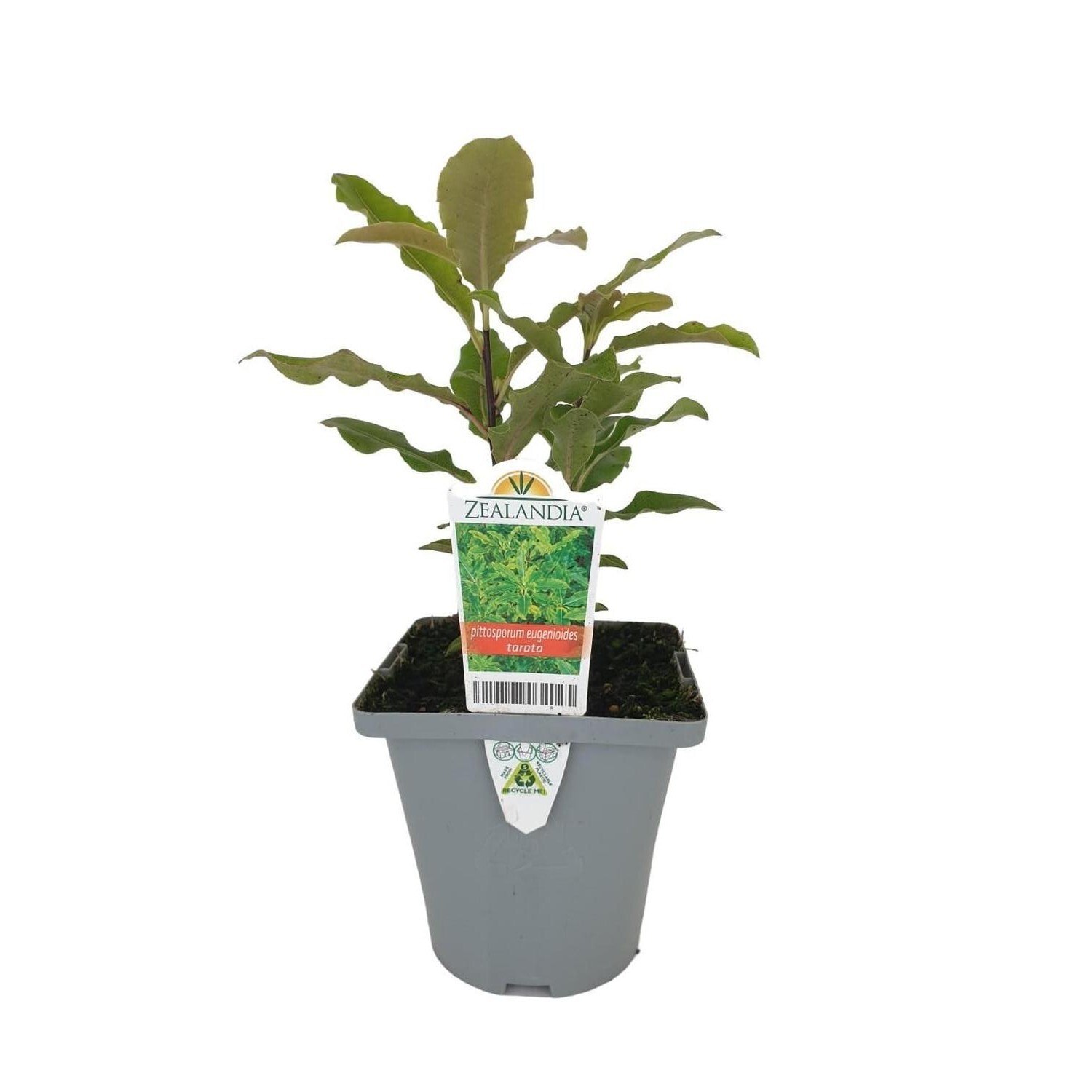 Pittosporum eugenioides Tarata