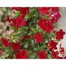 Mandevilla 'Pretty Deep Red'