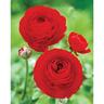 Ranunculus 'Red'