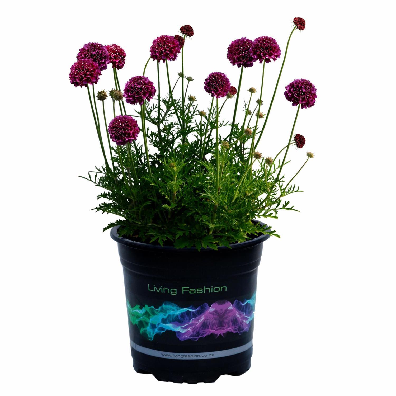 Scabiosa Crimson Clouds